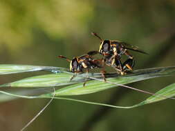 Image of Monoceromyia macleayi (Ferguson 1926)