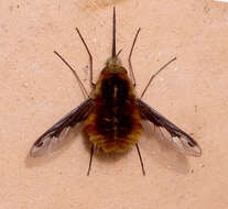 Image of Large bee-fly