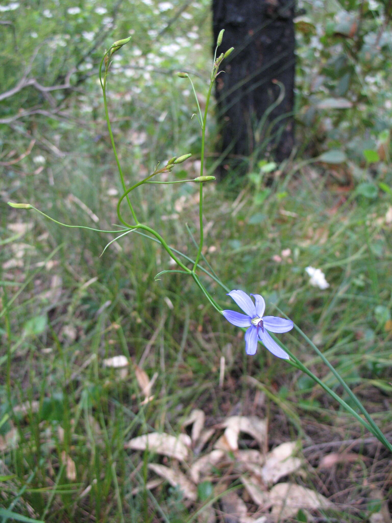 Image of Agrostocrinum scabrum (R. Br.) Baill.