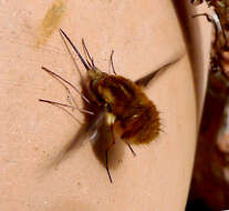 Image of Large bee-fly