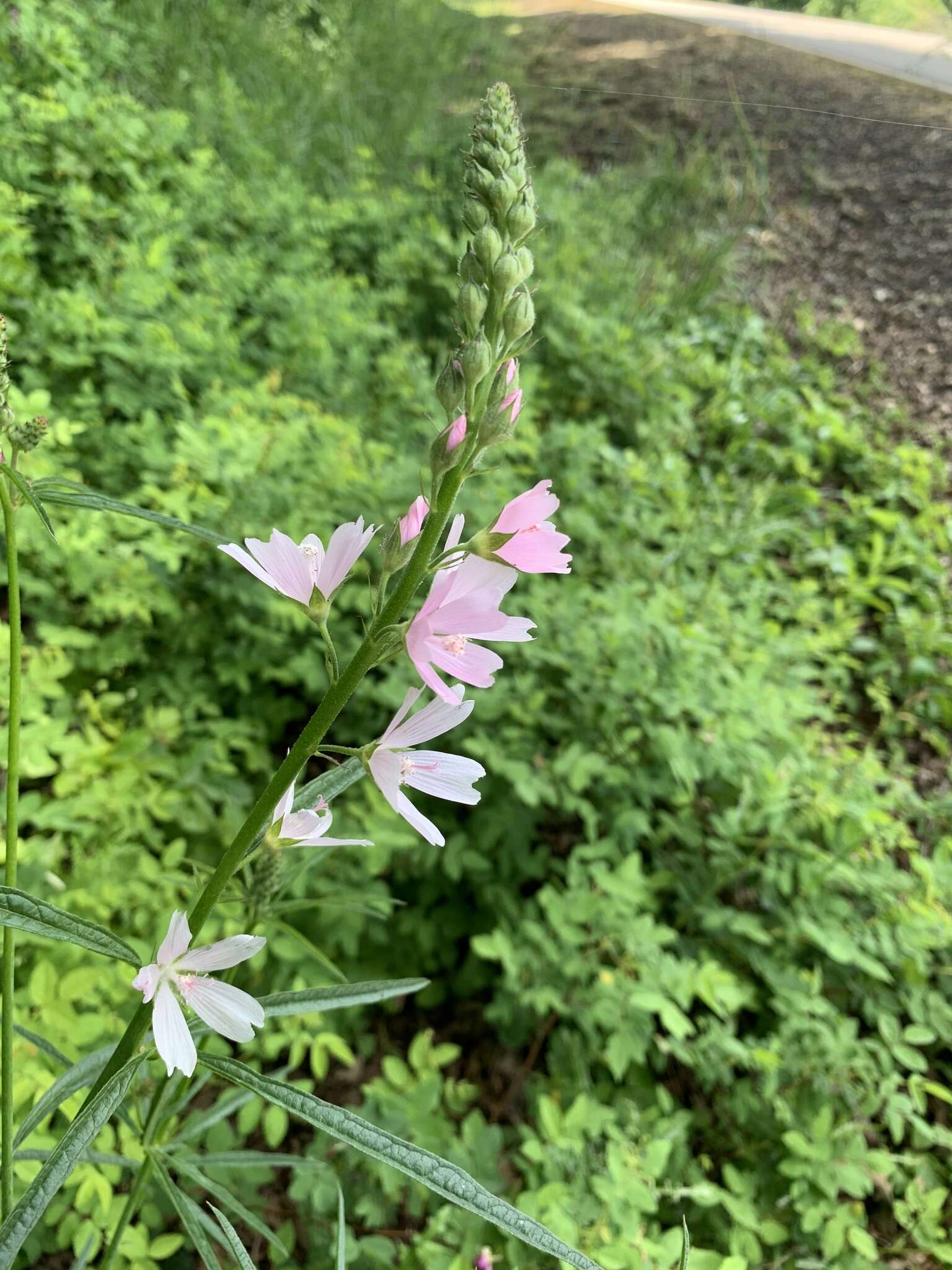 Image of meadow checkerbloom