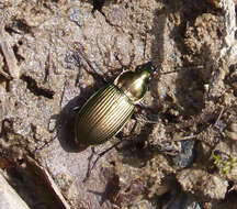 Plancia ëd Poecilus (Poecilus) cupreus (Linnaeus 1758)