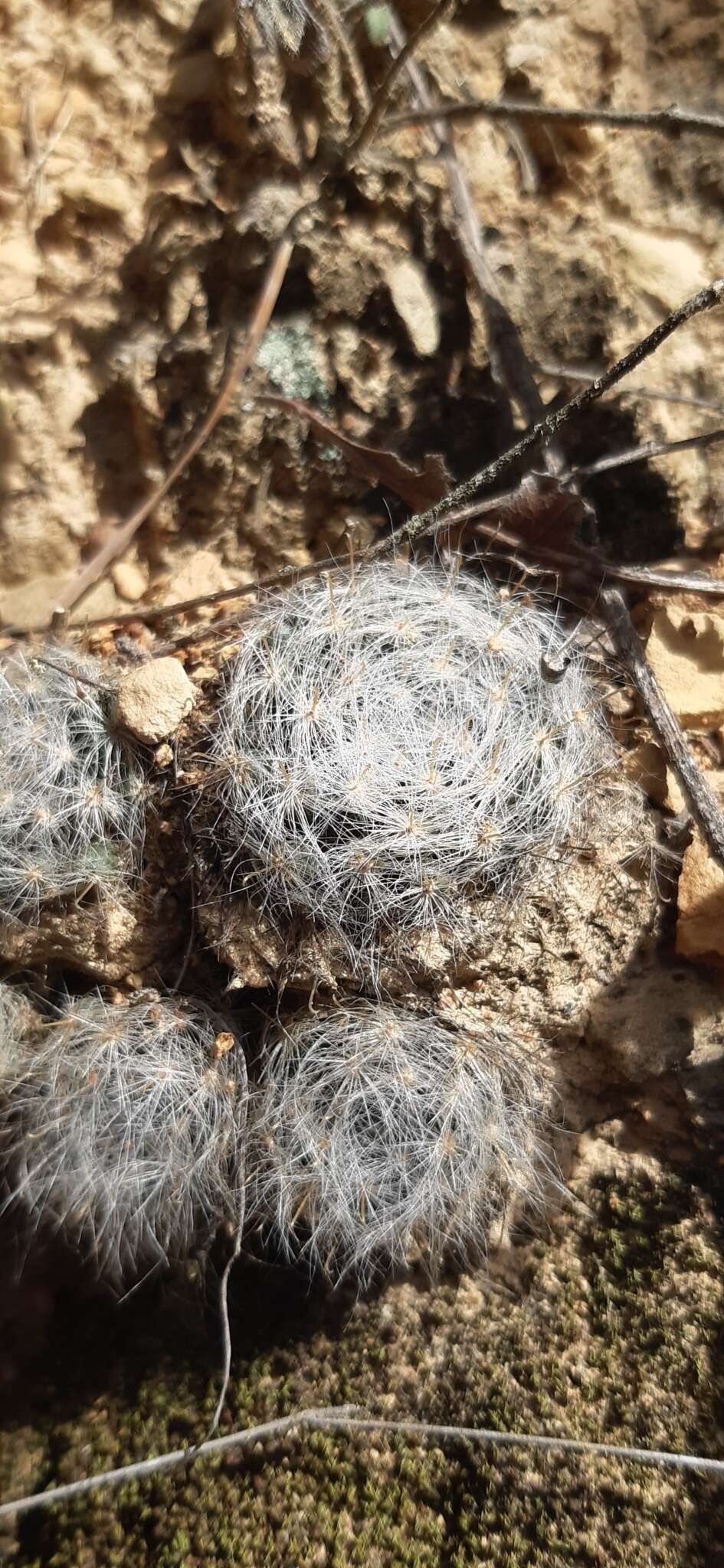 Image of Mammillaria glassii R. A. Foster