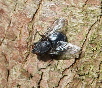 Image of Blue blowfly