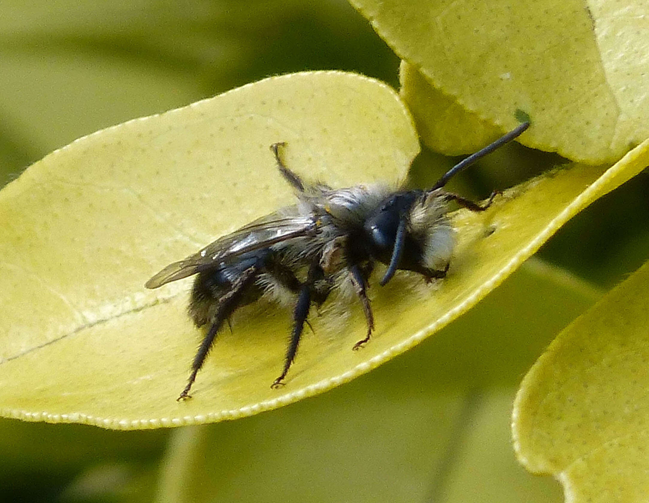 Image of Ashy Mining Bee