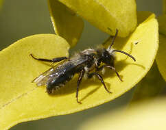 Image de Andrena cineraria (Linnaeus 1758)