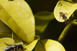 Image of Ashy Mining Bee