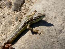 Psammodromus algirus (Linnaeus 1758) resmi