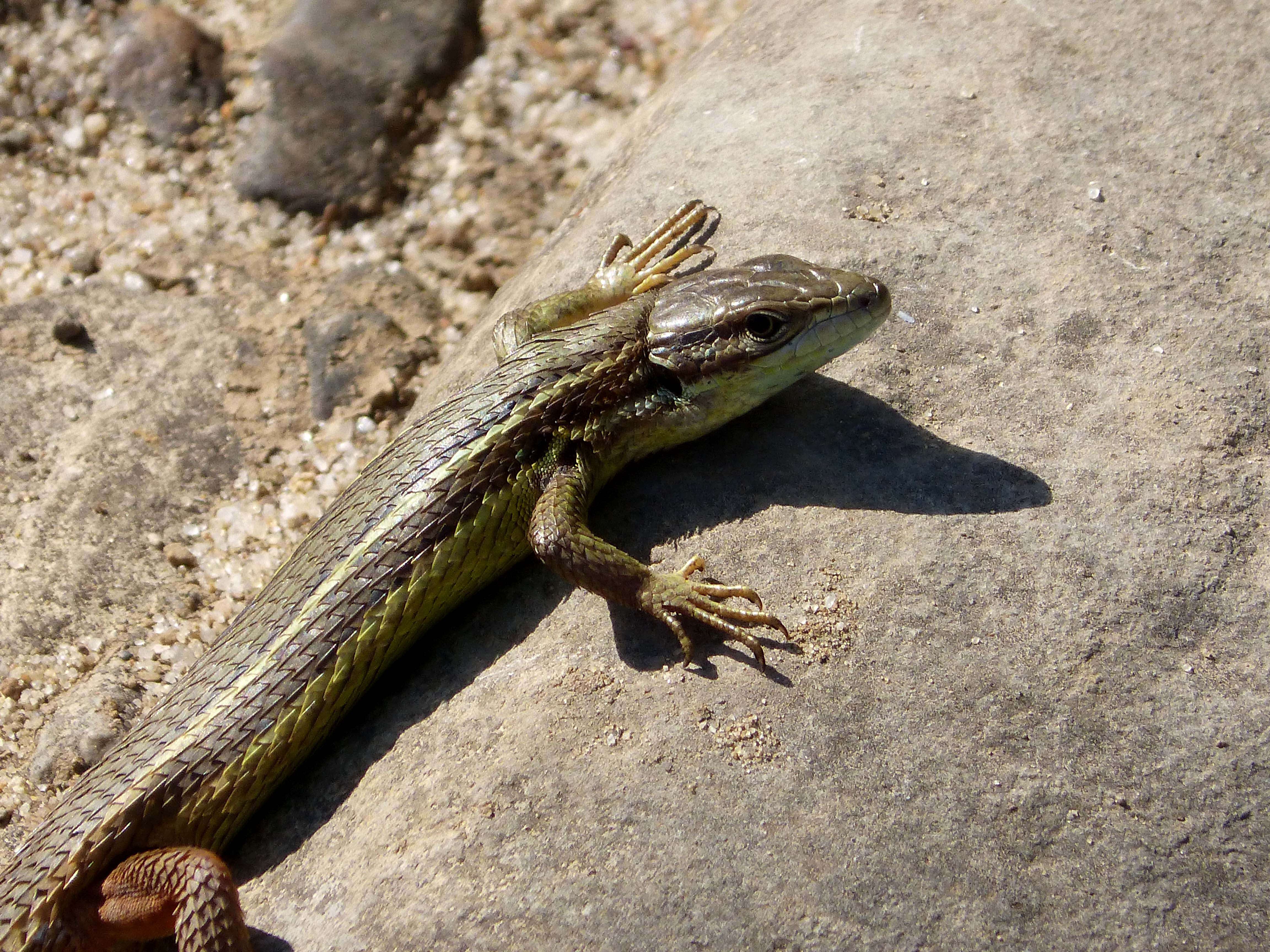 Psammodromus algirus (Linnaeus 1758) resmi