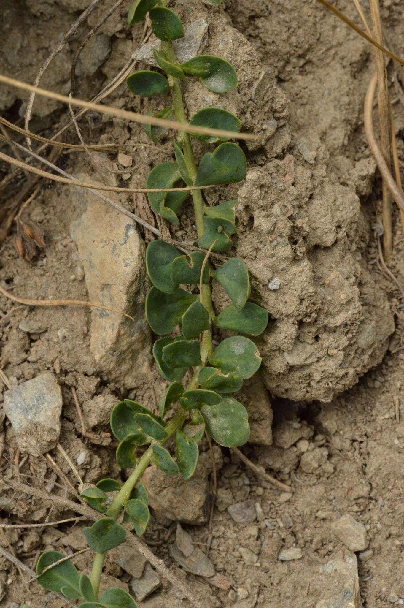 Image of Telephium imperati L.