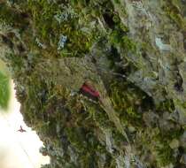 Image of Light crimson underwing moth