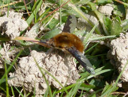 Image of Large bee-fly