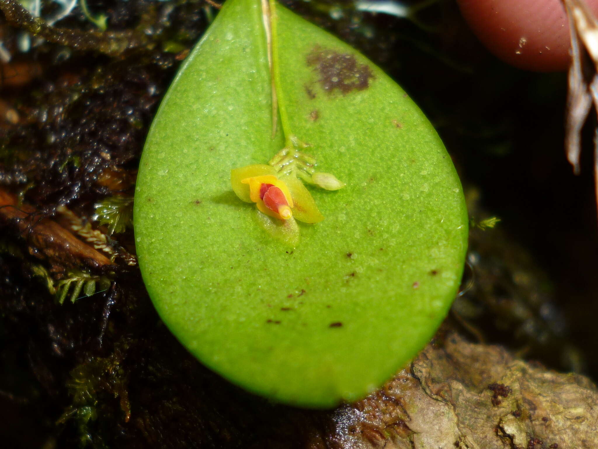 Image of Lepanthes javieri Archila