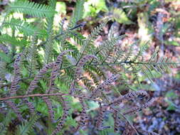 Image of Diploblechnum fraseri (A. Cunn.) De Vol