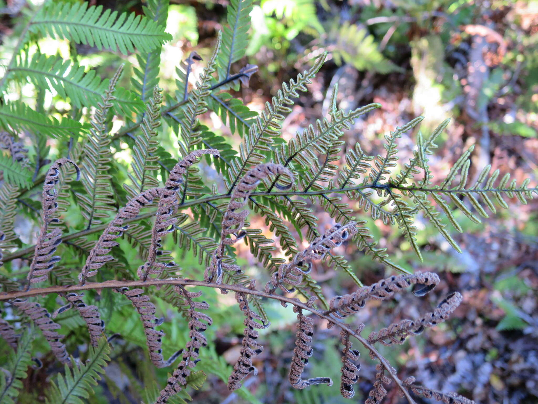 Image of Diploblechnum fraseri (A. Cunn.) De Vol