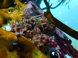 Image of red sea squirt