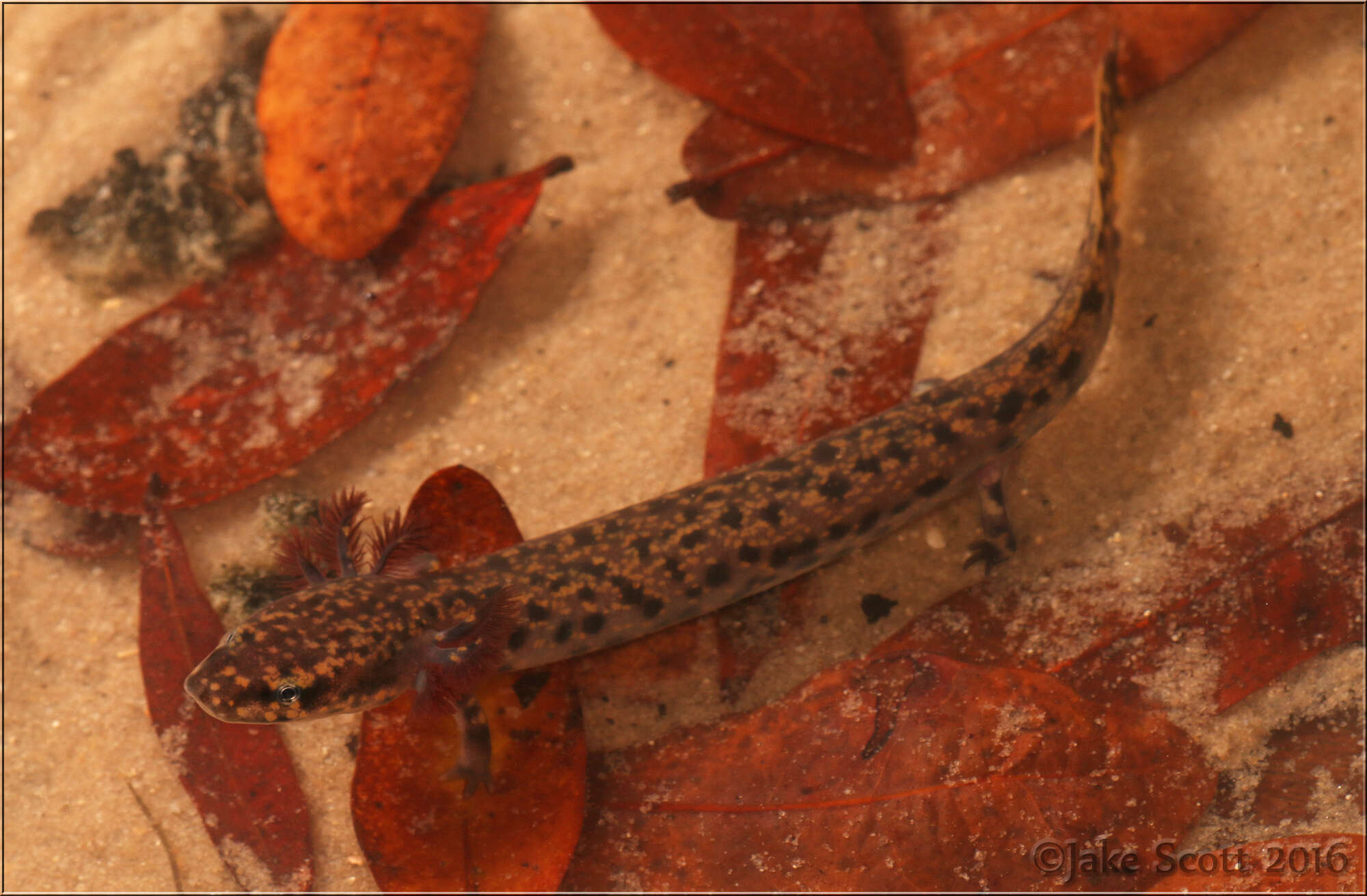 Image of Gulf Coast Waterdog