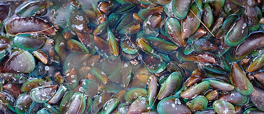 Image of Green mussel