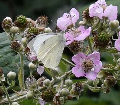 Image of cabbage butterfly