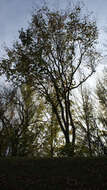 Image of American elm