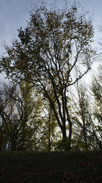 Image of American elm