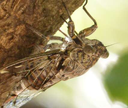 Image of Cicada orni Linnaeus 1758