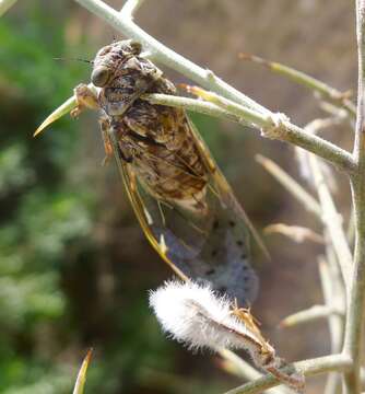 Image of Cicada orni Linnaeus 1758