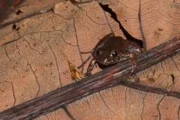 Image of Napo Tropical Bullfrog