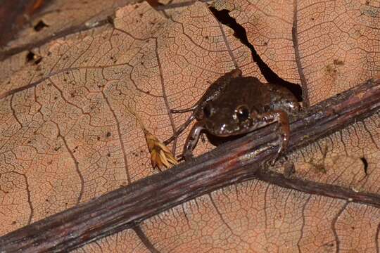 Image of Napo Tropical Bullfrog