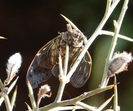 Image of Cicada orni Linnaeus 1758