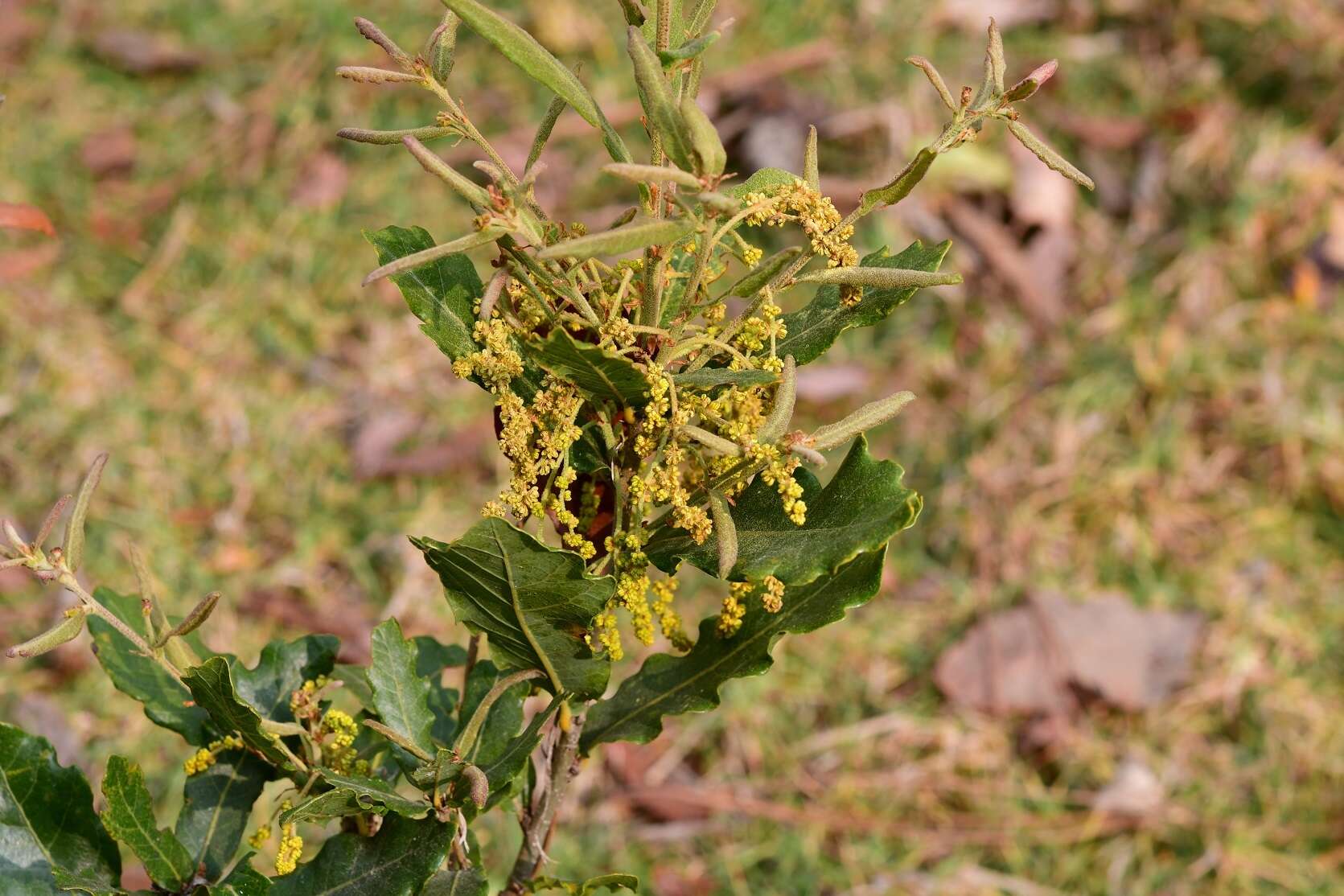 Слика од Quercus sebifera Trel.