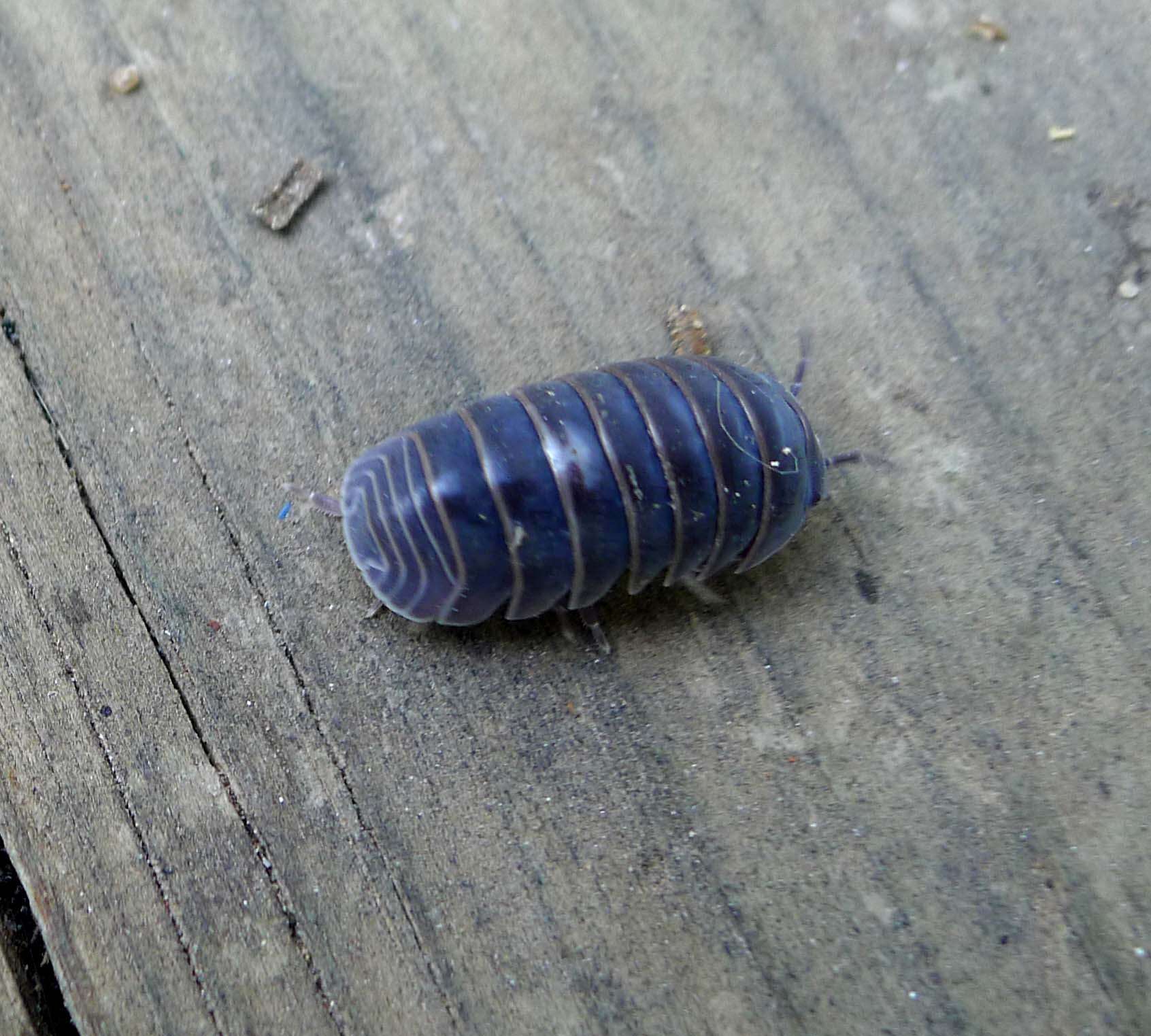 Image of Pill woodlouse