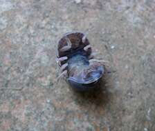 Image of Pill woodlouse