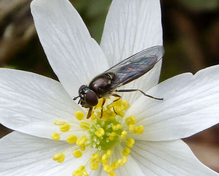 Image of <i>Platycheirus albimanus</i>