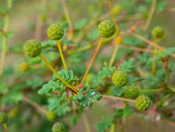 Acacia pulchella R. Br. resmi