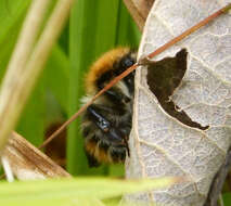 Image of Common carder bumblebee