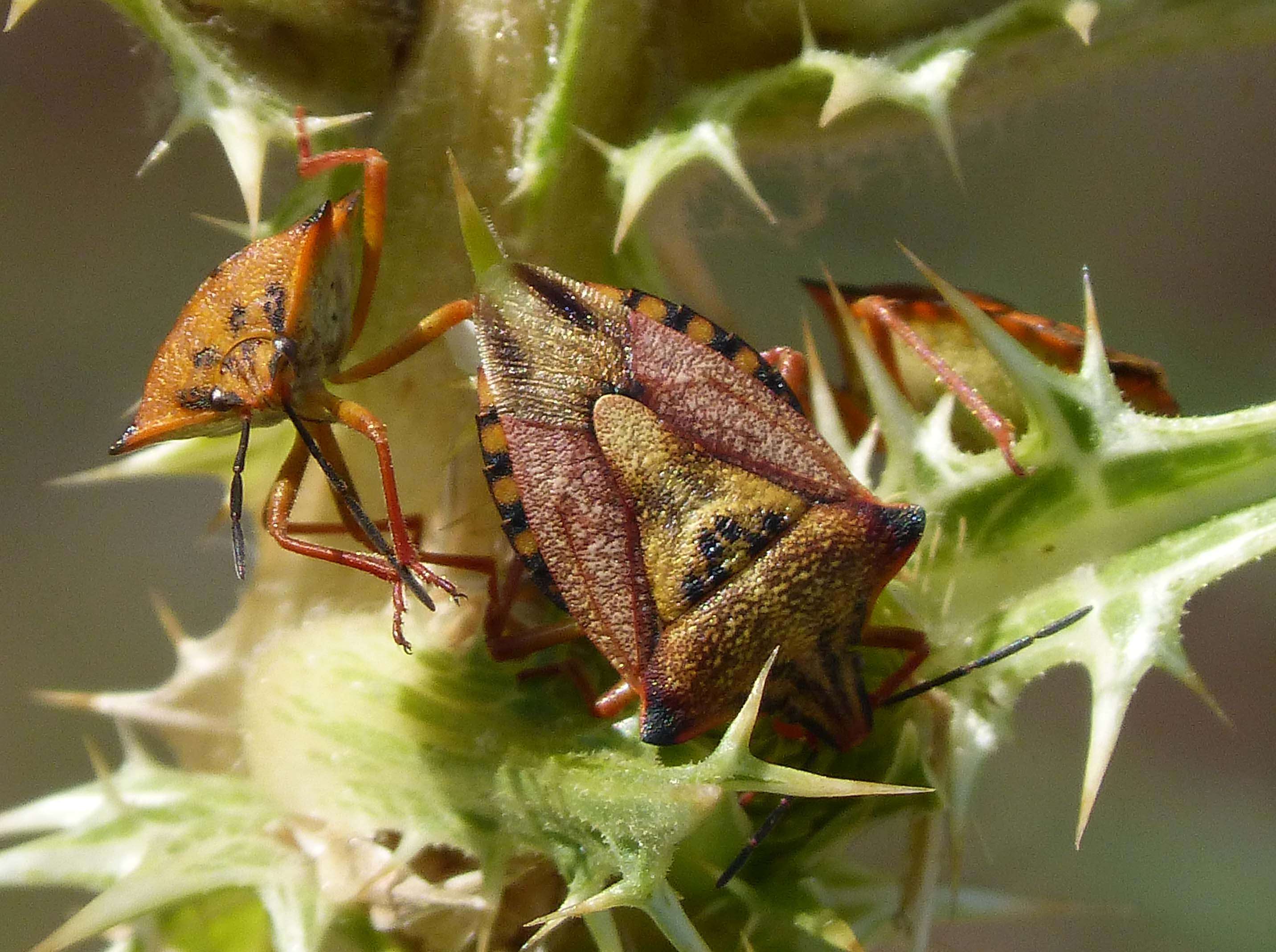 Image of <i>Carpocoris mediterraneus</i>