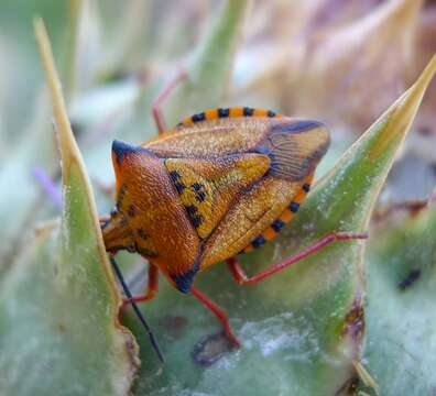 Image of <i>Carpocoris mediterraneus</i>