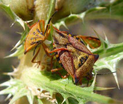 Image of <i>Carpocoris mediterraneus</i>