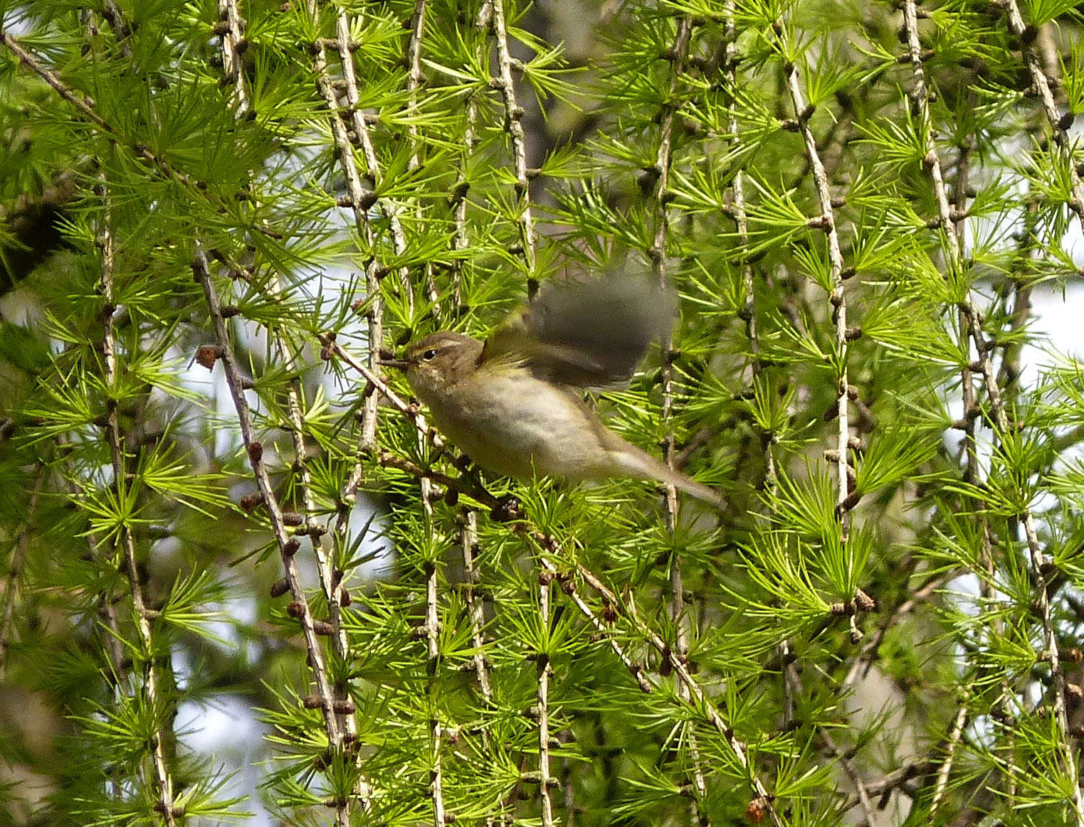 Image of Common Chiffchaff