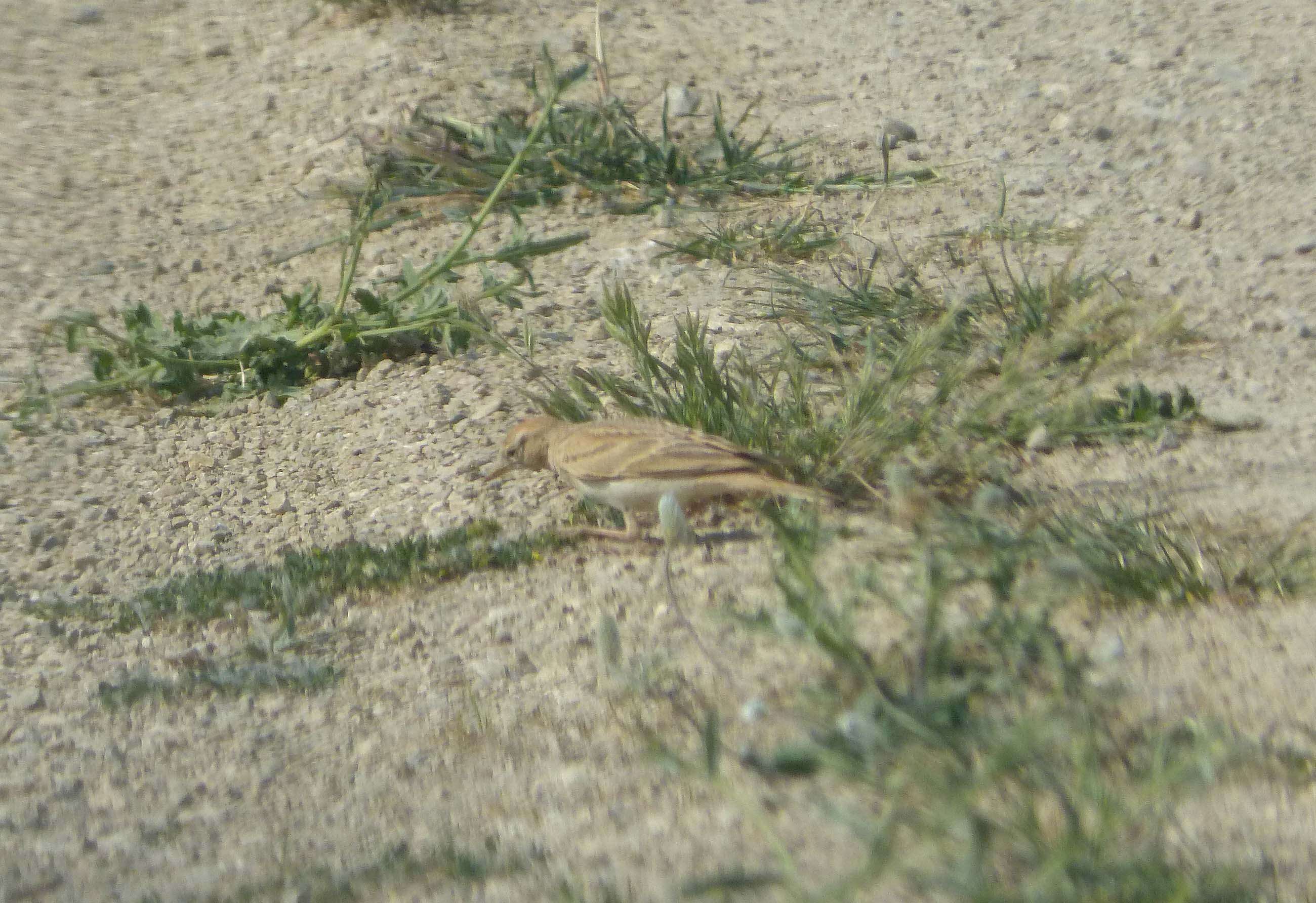 Image of Tawny Pipit