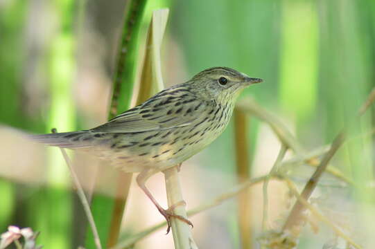 Image of Lanceolated Warbler