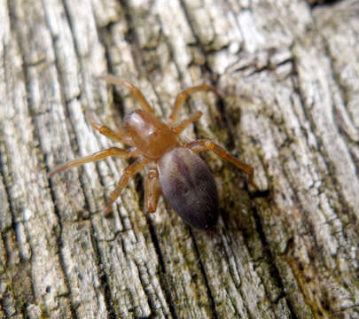 Image of Clubiona corticalis (Walckenaer 1802)