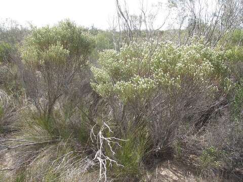 Image of Phylica rigidifolia Sond.