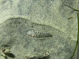 Image of California tonguefish