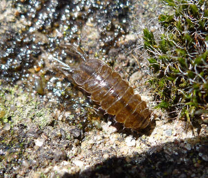 Image of Asellus aquaticus