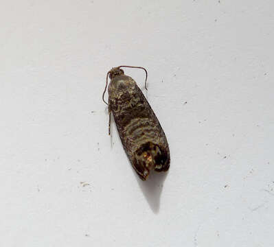 Image of codling moth