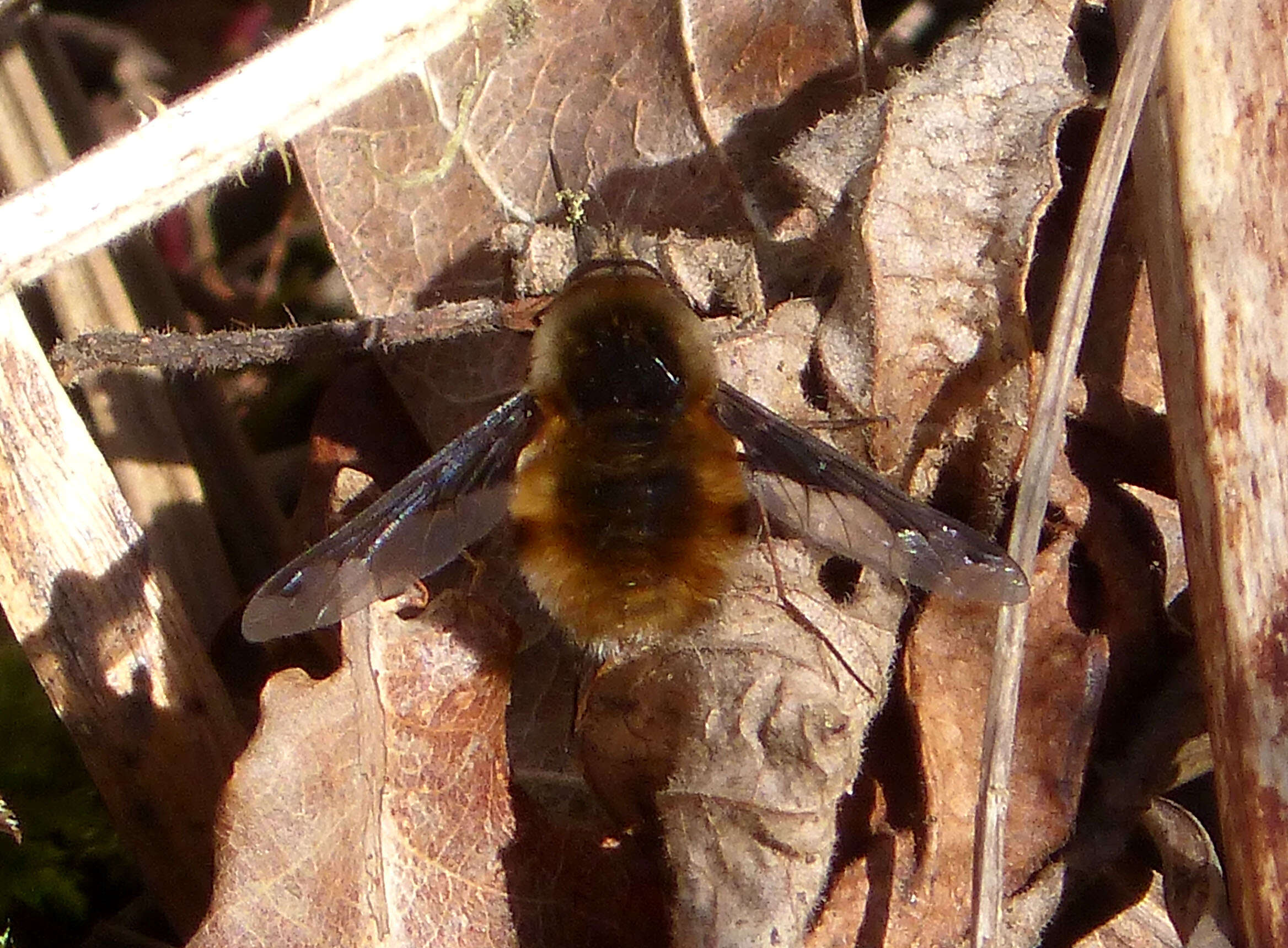 Image of Large bee-fly