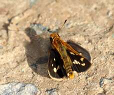 Image of Taractrocera ardonia Hewitson 1868