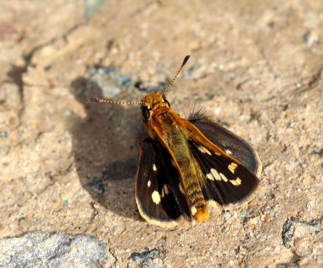 Image of Taractrocera ardonia Hewitson 1868